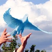Птица счастья в руках картинки