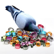 Кольца для голубей - оправа Ваших драгоценностей!!! группа в Моем Мире.