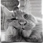 Окоп Рафф on My World.