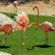 flamingo flamingo on My World.