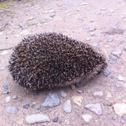 Иосиф Гал on My World.