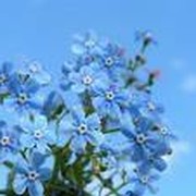 Myosotis … on My World.