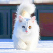 кэт 3 on My World.