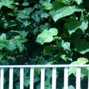 Ольга Кошева on My World.