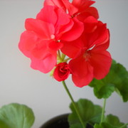 Елена . on My World.
