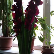 Оксана Ковш on My World.