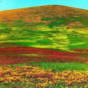 Гульбаршин Султанова on My World.