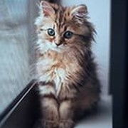 Екатерина Толстикова on My World.